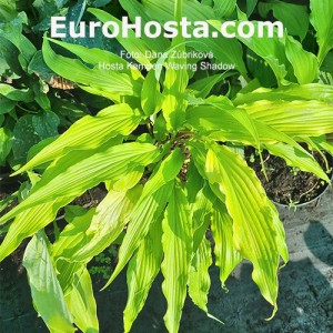 Hosta Kempen Waving Shadow