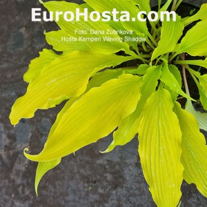 Hosta Kempen Waving Shadow