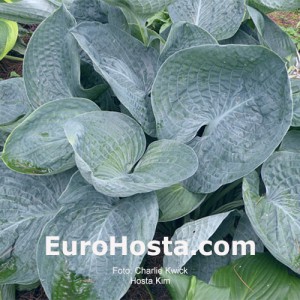 Hosta Kim