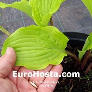 Hosta Kinba