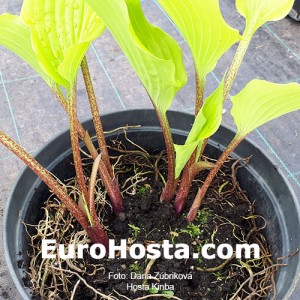 Hosta Kinba