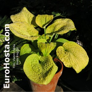 Hosta King Tut - Eurohosta