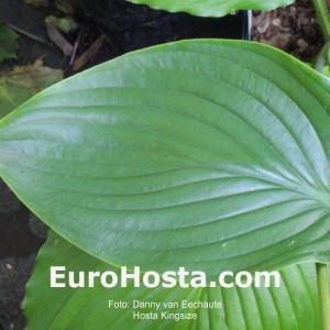 Hosta Kingsize