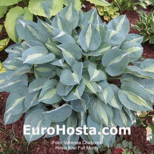 Hosta Kiwi Full Monty