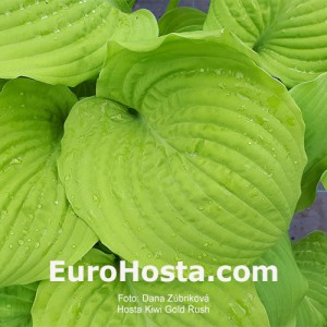 Hosta Kiwi Gold Rush