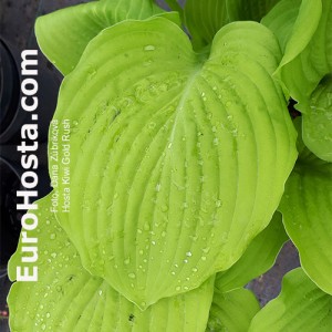 Hosta Kiwi Gold Rush