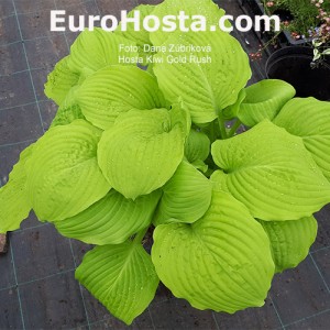 Hosta Kiwi Gold Rush