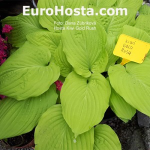 Hosta Kiwi Gold Rush