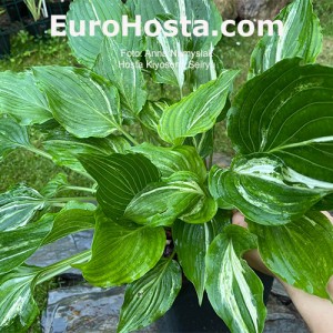 Hosta Kiyosumiensis Seiryu