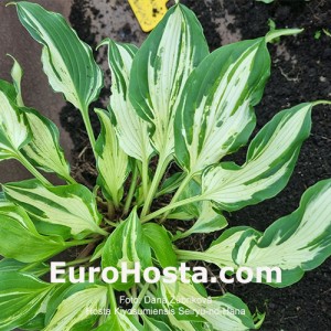 Hosta Kiyosumiensis Seiryu-no-Hana