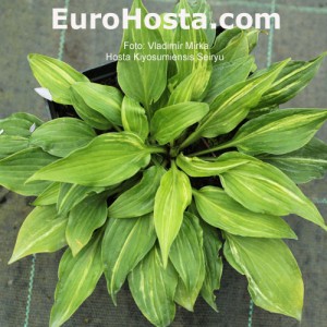 Hosta Kiyosumiensis Seiryu