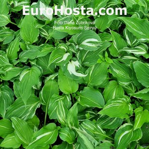 Hosta Kiyosumiensis Seiryu