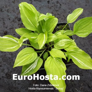 Hosta Kiyosumiensis Seiryu