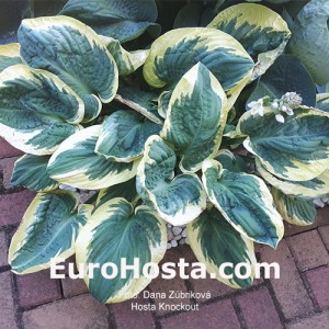 Hosta Knockout 