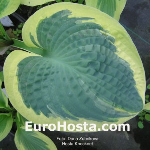 Hosta Knockout - Eurohosta