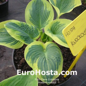 Hosta Knockout - Eurohosta