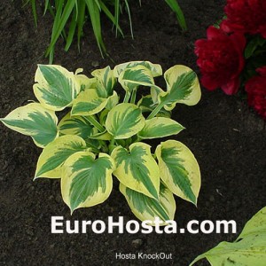 Hosta Knockout - Eurohosta