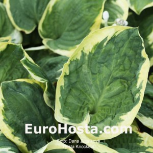 Hosta Knockout - Eurohosta