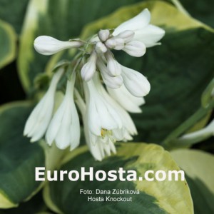 Hosta Knockout - Eurohosta