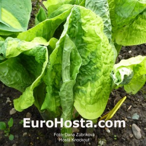 Hosta Knockout - Eurohosta