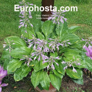 hosta Korean Snow