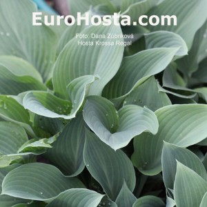 Hosta Krossa Regal - Eurohosta