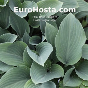 Hosta Krossa Regal - Eurohosta