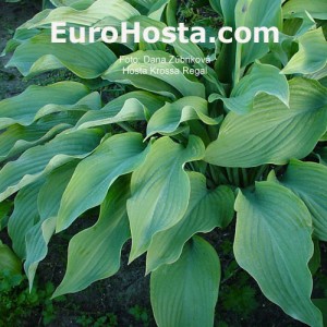 Hosta Krossa Regal - Eurohosta