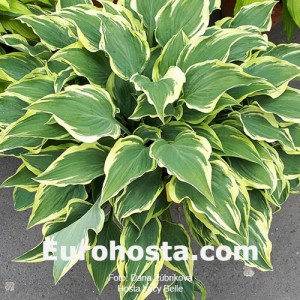 Hosta Lacy Belle - Eurohosta