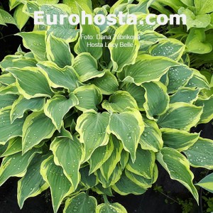 Hosta Lacy Belle - Eurohosta