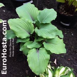 Hosta Lady In Red