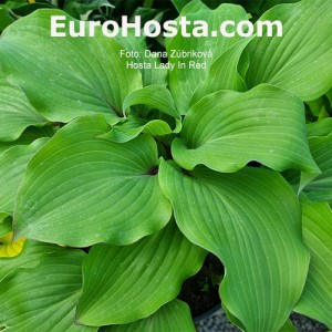 Hosta Lady In Red