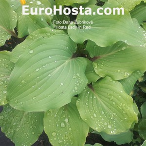 Hosta Lady In Red