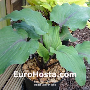 Hosta Lady In Red