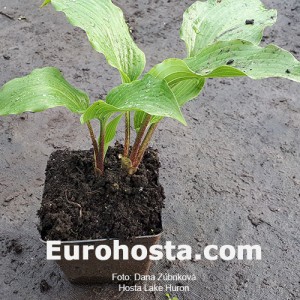 Hosta Lake Huron