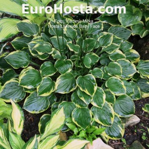 Hosta Lakeside Baby Face 