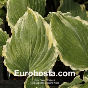 Hosta Lakeside Breaking News