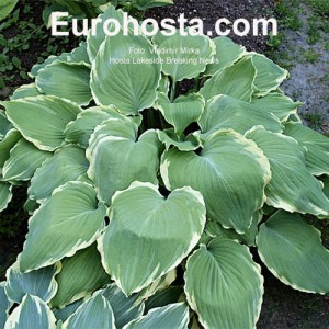 Hosta Lakeside Breaking News