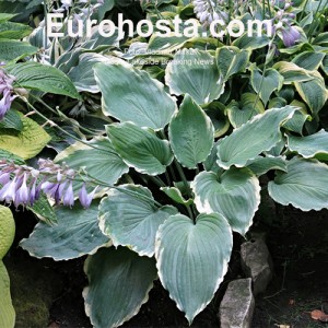 Hosta Lakeside Breaking News