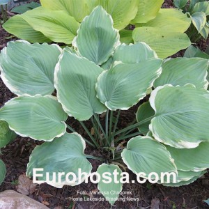 Hosta Lakeside Breaking News