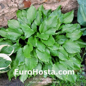 Hosta Lakeside Coal Miner