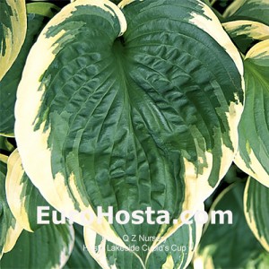 Hosta Lakeside Cupid's Cup