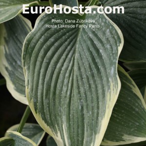 Hosta Lakeside Fancy Pants