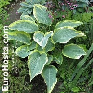 Hosta Lakeside Fancy Pants