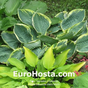 Hosta Lakeside Hazy Morn