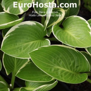 Hosta Lakeside Jazzy Jane