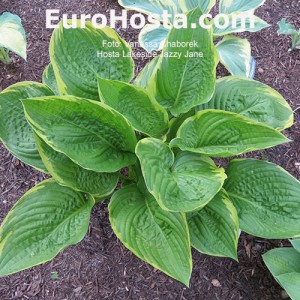 Hosta Lakeside Jazzy Jane