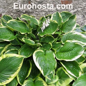 Hosta Lakeside Jazzy Jane