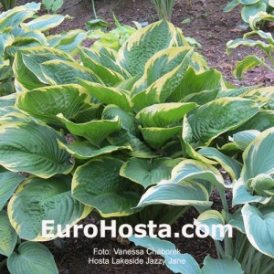 Hosta Lakeside Jazzy Jane