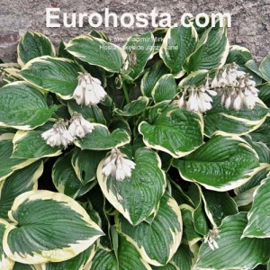 Hosta Lakeside Jazzy Jane